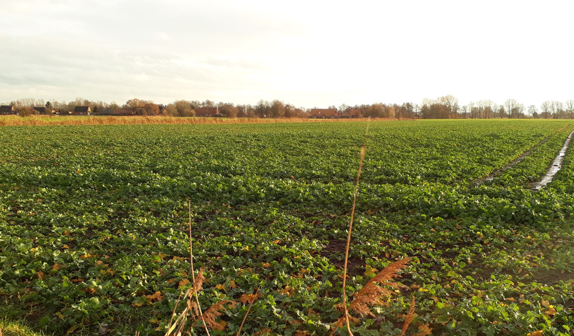 newsimgupload/Phosphat effizient nutzen.jpg